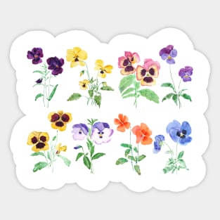 Colorful pansy garden watercolor Sticker